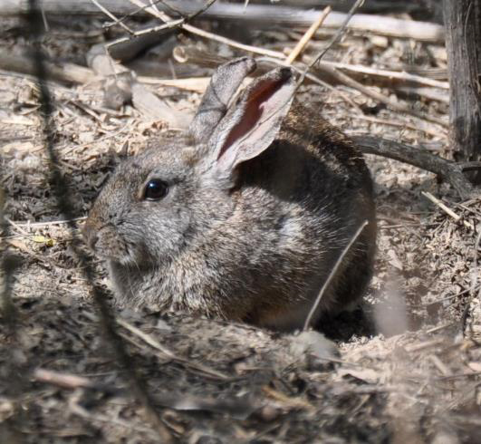 Brush rabbit USFWS photo.jpg